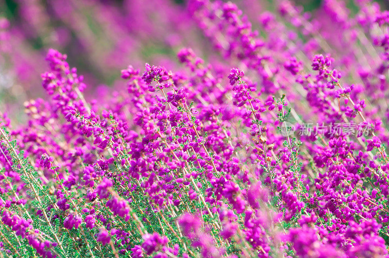 Bell Heather flowers (Erica cinera 'Pentreath') -我